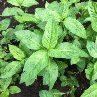 藍のはじまりと繁栄、その理由