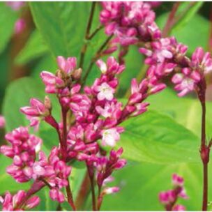 渋沢栄一偉業の原点は藍だった！