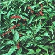 世界の藍=インディゴブルーと日本の藍