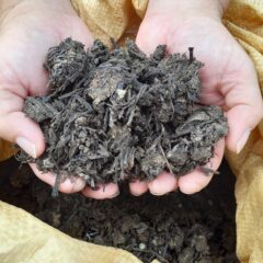 藍でコロナ不活化？！