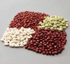 ジャパニーズあんこは、種類も豊富で食感も楽しい！