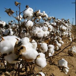 綿花からタオルができるまで