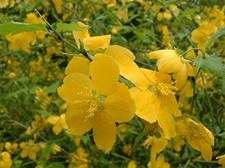 山吹色（やまぶきいろ）は、山吹の花のような鮮やかな赤みを帯びた黄色のことです。　
色名は黄色の花を咲かせる植物の山吹に由来し、平安時代より用いられてきました。
山吹の花の色が黄金に似ていることから、別名『黄金色（こがねいろ）』とも呼ばれ、また逆に江戸時代の隠語では、「賄賂わいろの小判」が『山吹』と呼ばれました。
