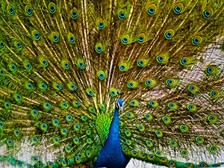 孔雀青（くじゃくあお）とは、孔雀の青い羽の色の
ような冴えた青色で、羽や首の部分に見られる美しい青に由来しており、ほんのり緑みを帯びています。
明治の頃に西洋から伝わった『ピーコックブルー』を和訳したものです。
孔雀は中国から東南アジア、南アジアに分布する
キジ科の鳥類で、オスは大きく鮮やかな飾り羽を持ち
扇状に開いてメスを誘う姿が有名ですが、美しいのはオスだけです。羽毛が装飾品として珍重された他、
害虫・毒蛇類を好んで食べることから益鳥として尊ばれました。また仏教においては孔雀明王として信仰の対象となっています。
孔雀の我が国への伝来はとても古く、『日本書紀』に新羅（しらぎ）が“推古天皇”に孔雀を送ったという
記述が見られます。江戸の頃になると庶民への認知度も高くなり、
『孔雀茶屋』などが人気となりました。
